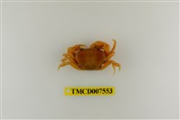 藏品(蔡氏澤蟹)的圖片